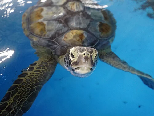 SeaWorld Rescue Tour